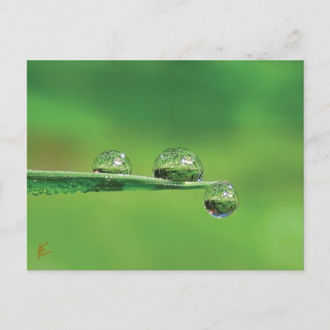 Carte Postale Dew Drops sur l'herbe verte Nature paisible (Devant)