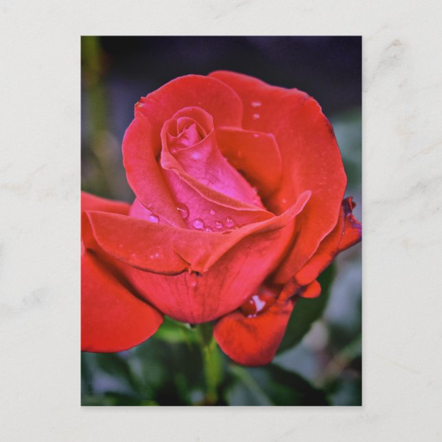 Carte Postale Dew du matin (Devant)