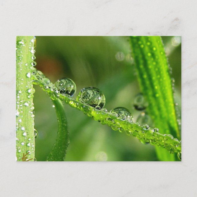 Carte Postale Dew gouttes d'eau Diapositive Nature joueuse (Devant)
