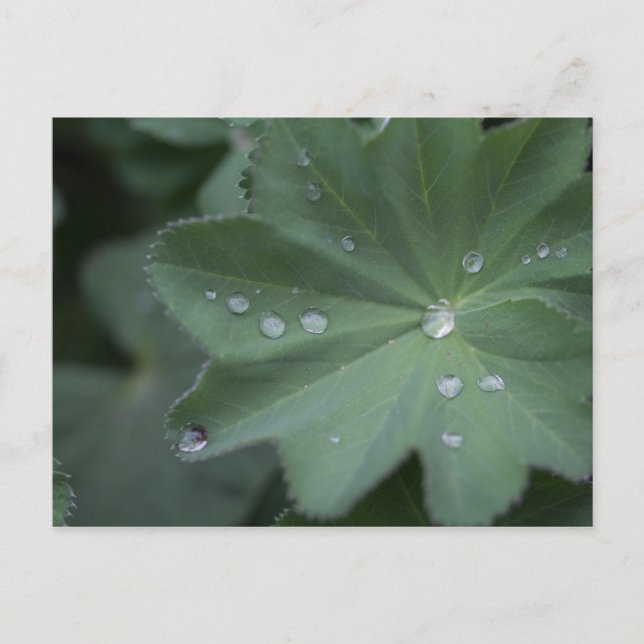 Carte Postale Dew sur une feuille (Devant)