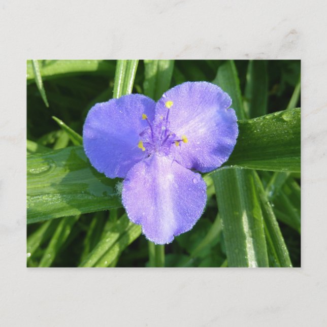 Carte Postale Dewy Trillium Fleur sauvage de printemps (Devant)