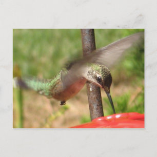 Carte postale DG-Hummer