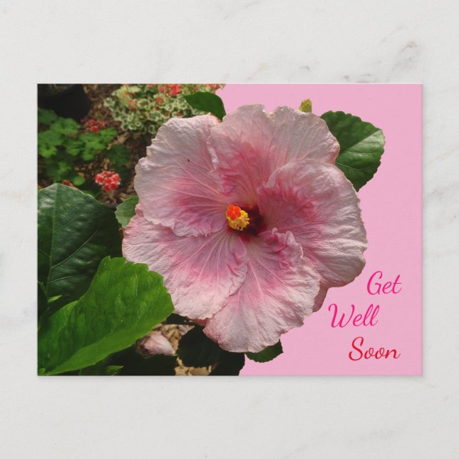 Carte postale d'héliotrope rose pour un prompt rét (Devant)