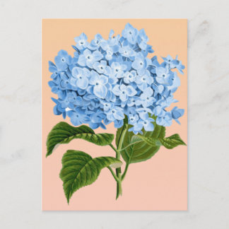 Carte postale d'hortensia bleu bébé