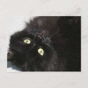 Carte Postale Diabola Le chat du diable