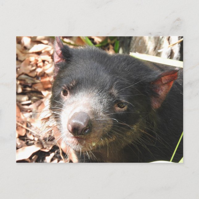 Carte postale diabolique de Tasmanie (Devant)