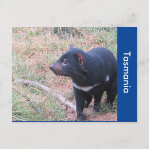 Carte postale diabolique de Tasmanie