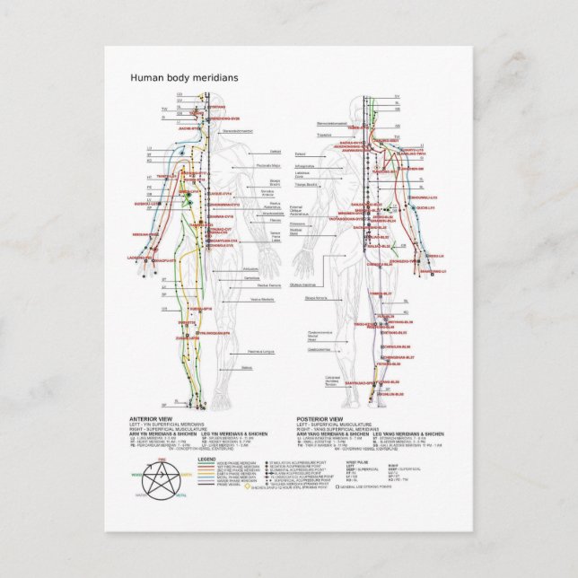 Carte Postale  Diagram Schematic Chinese Meridians Human Body  (Devant)