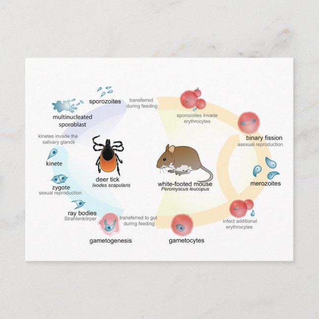 Carte postale Diagramme Babesia microti cycle de v (Devant)