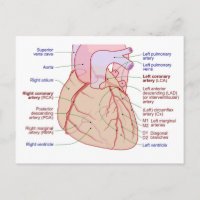 Diagramme de circulation des artères coronaires Cœ