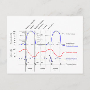 Carte Postale Diagramme de Wiggers événements cardiaccycle gauch