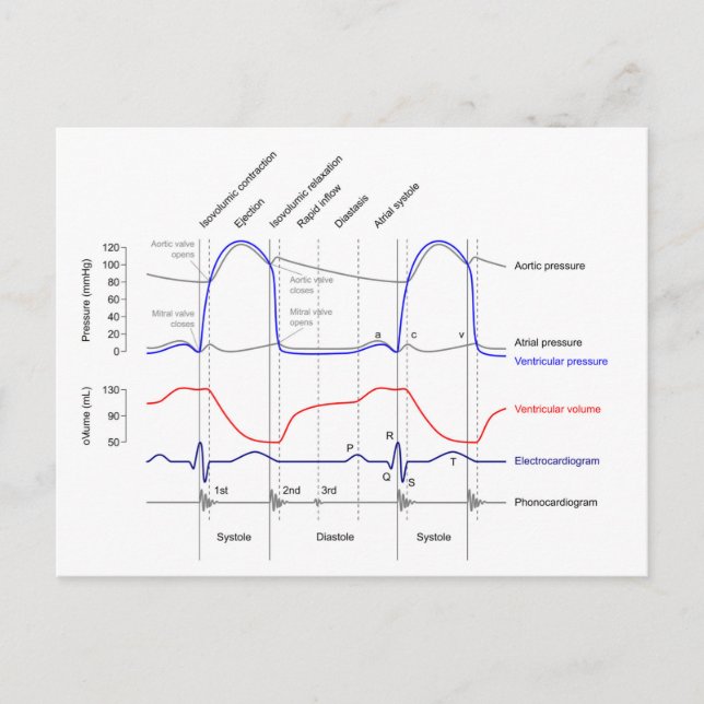 Carte Postale Diagramme de Wiggers événements du cycle cardiaque (Devant)