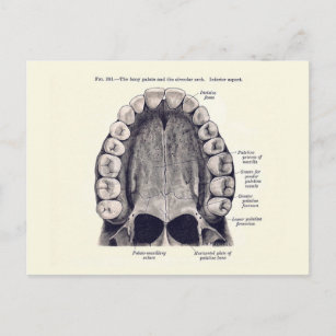 Carte Postale Diagramme des dents et des palais vintages