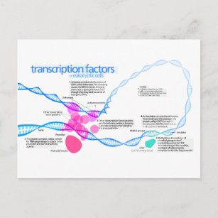 Carte Postale Diagramme des facteurs de transcription génétique