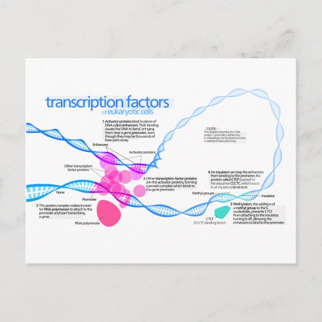 Carte Postale Diagramme des facteurs de transcription génétique (Devant)