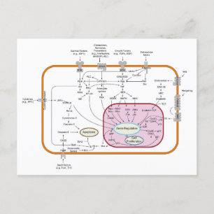 Carte Postale Diagramme des voies de transduction du signal du g