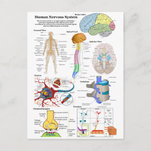 Carte Postale Diagramme du cerveau humain et du système nerveux