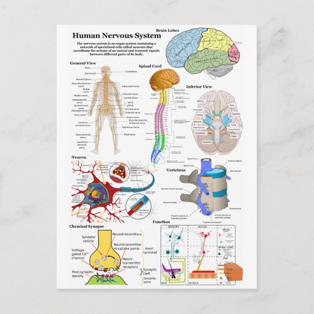 Carte Postale Diagramme du cerveau humain et du système nerveux  (Devant)
