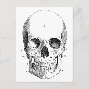 Carte postale Diagramme du crâne