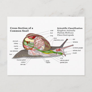 Carte Postale Diagramme d'un escargot de jardin commun (Helix as