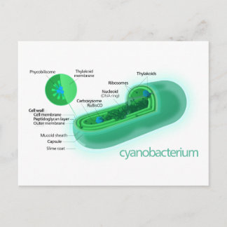 Carte Postale Diagramme d'une cellule typique de cyanobactérie