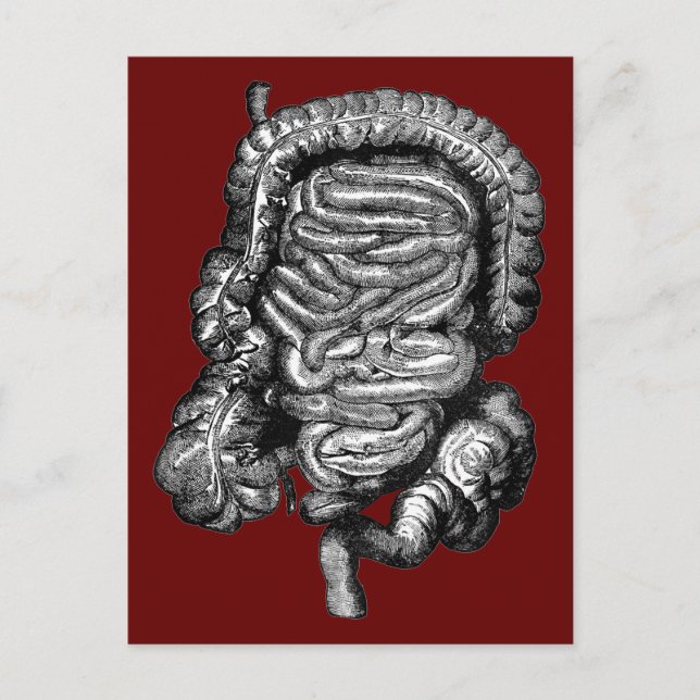 CARTE POSTALE DIAGRAMME INTESTINES VINTAGE (Devant)