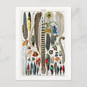Carte Postale Diagramme vintage des plumes/plumes