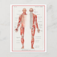 Diagramme Vintage du système nerveux humain