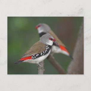 Carte Postale Diamond Finches