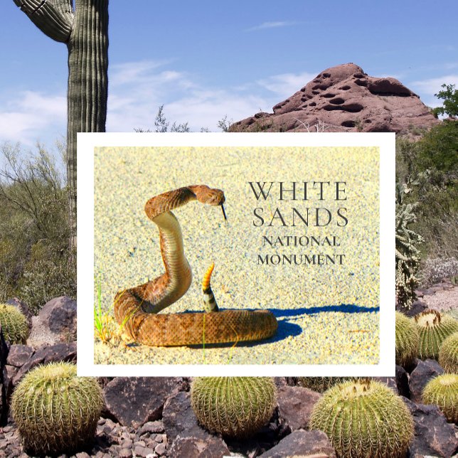 Carte Postale Diamondback Rattlesnake Standing White Sands (Créateur téléchargé)