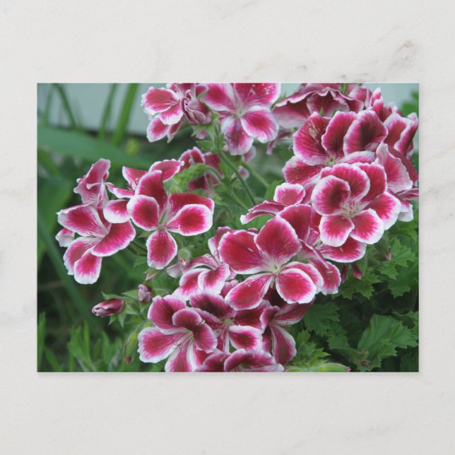Carte Postale Dianthus (Devant)