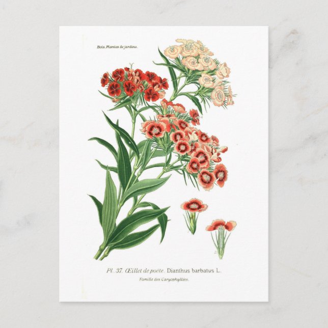 Carte Postale Dianthus barbatus (Sweet William) (Devant)