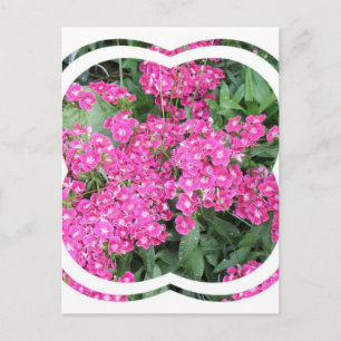 Carte postale Dianthus Perennial