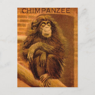 Carte Postale Diapositive de lanterne magique vintage Chimpanzé 