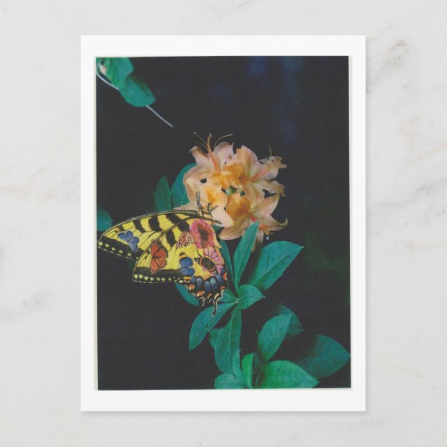 Carte Postale Dibble_Artworks_124_Papillon (Devant)