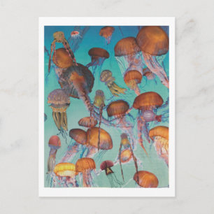 Carte Postale Dibble_Artworks_126_Jellies