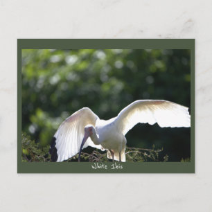 Carte postale d'Ibis blanc