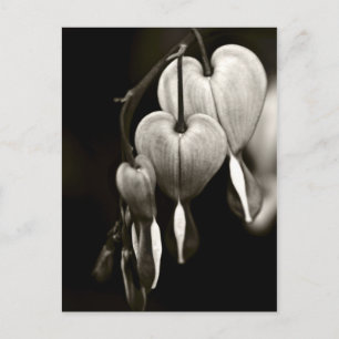 Carte Postale Dicentra - Bleeding Hearts art Postcard (B&W)