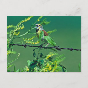 Carte Postale Dickcissel