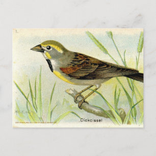 Carte Postale Dickcissel