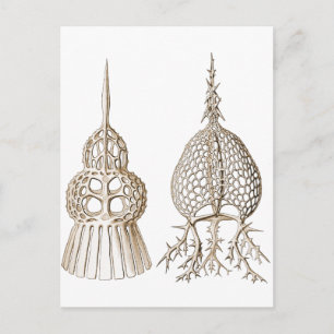 Carte Postale Dictyospyris et Sepalospyris