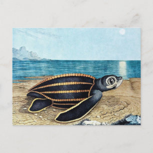 Carte Postale Die Seeschildkröte ou La tortue de mer (1867)
