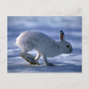 Carte Postale Différents lièvres/raquettes de neige Rabbit coura