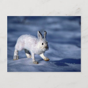 Carte Postale Différents lièvres/raquettes Rabbit sur neige ouve
