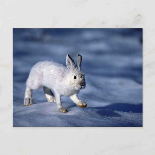 Carte Postale Différents lièvres/raquettes Rabbit sur neige ouve (Devant)