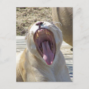 Carte Postale Diffusez Les Nouvelles !