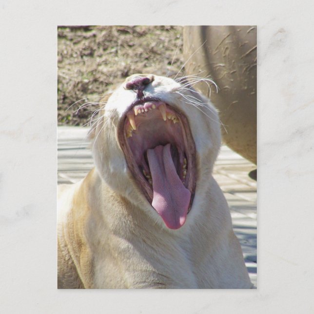 Carte Postale Diffusez Les Nouvelles ! (Devant)