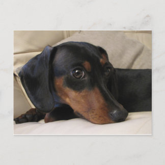 Carte Postale Digger le Dachshund