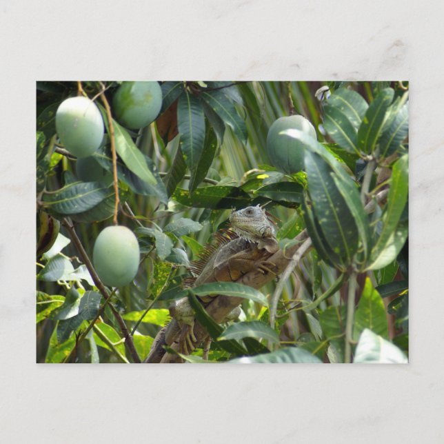 Carte postale d'Iguana dans l'arbre Mango (Devant)