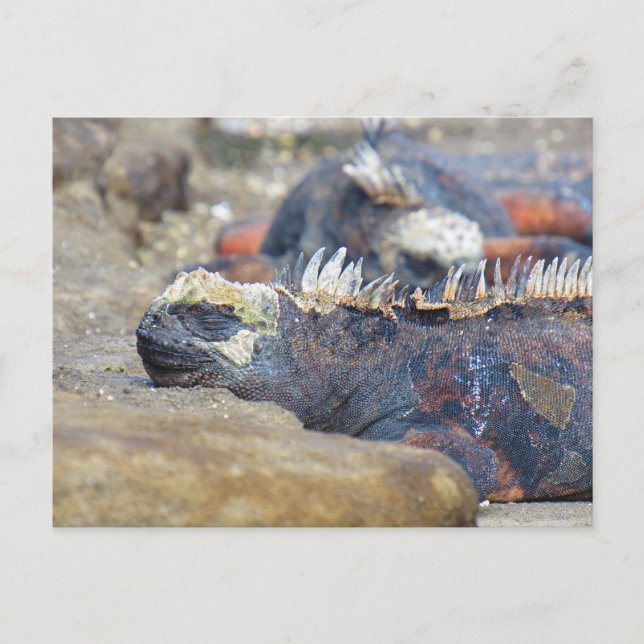 carte postale d'iguane des Galapagos endormi (Devant)